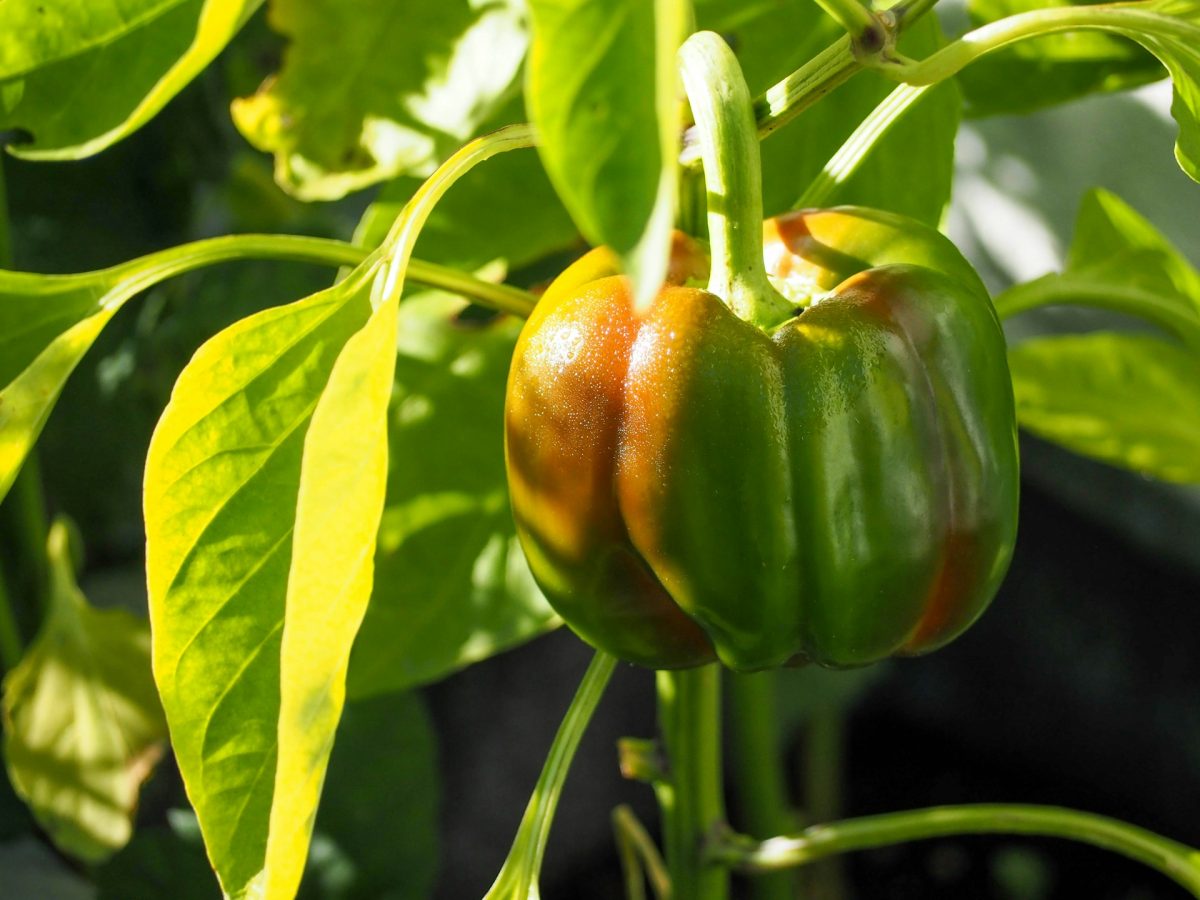 8 Productive Crops That Continue Yielding Through Summer
