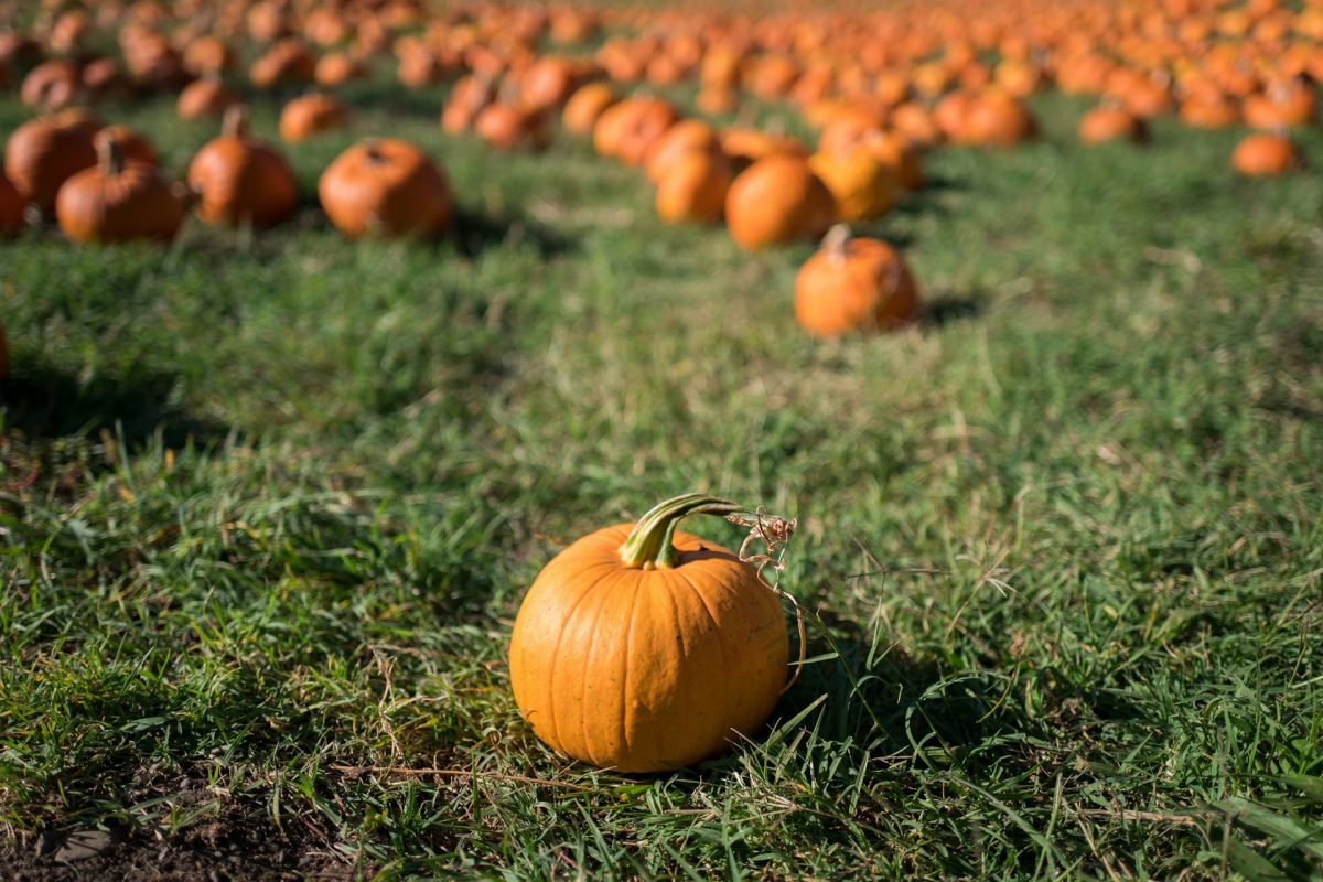 It’s Not Too Late! Start Sweet Potatoes and Pumpkins Now With Money-Saving Tips