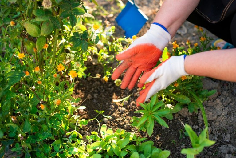 5 Fertilizer Errors That Reduce Yields Without You Noticing