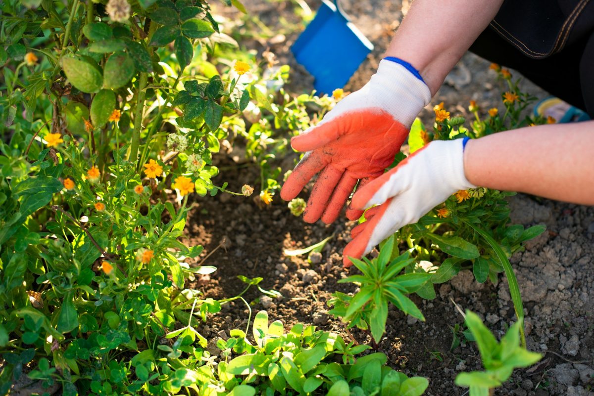 5 Fertilizer Errors That Reduce Yields Without You Noticing