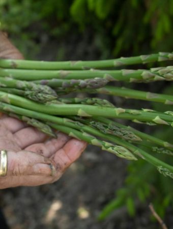 7 Long-Term Growers That Return Year After Year