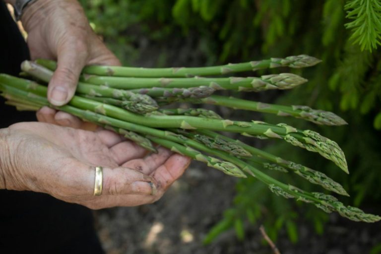7 Long-Term Growers That Return Year After Year