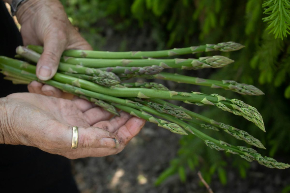 7 Long-Term Growers That Return Year After Year