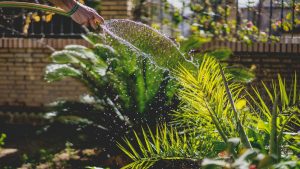 5 Beginner Errors That Reduce Yields in Spring Gardens