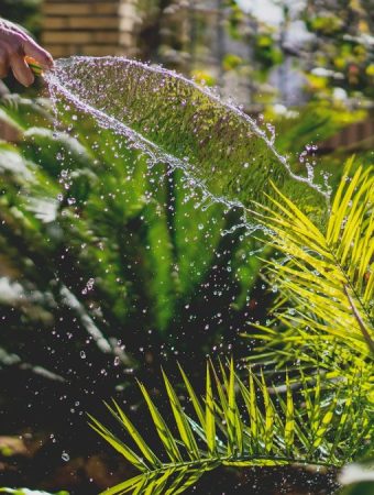 5 Beginner Errors That Reduce Yields in Spring Gardens