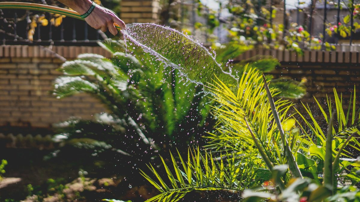 5 Beginner Errors That Reduce Yields in Spring Gardens