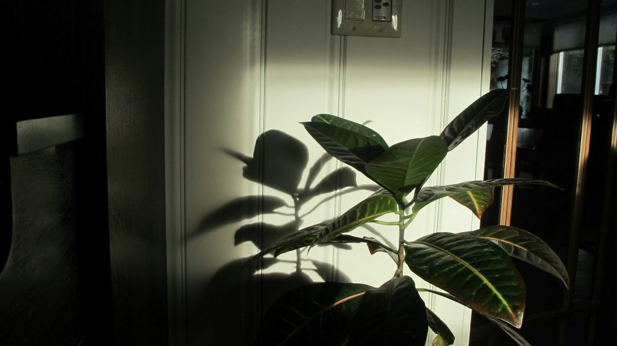 Why Leaves Turn Yellow Even When You’re Doing Everything Right