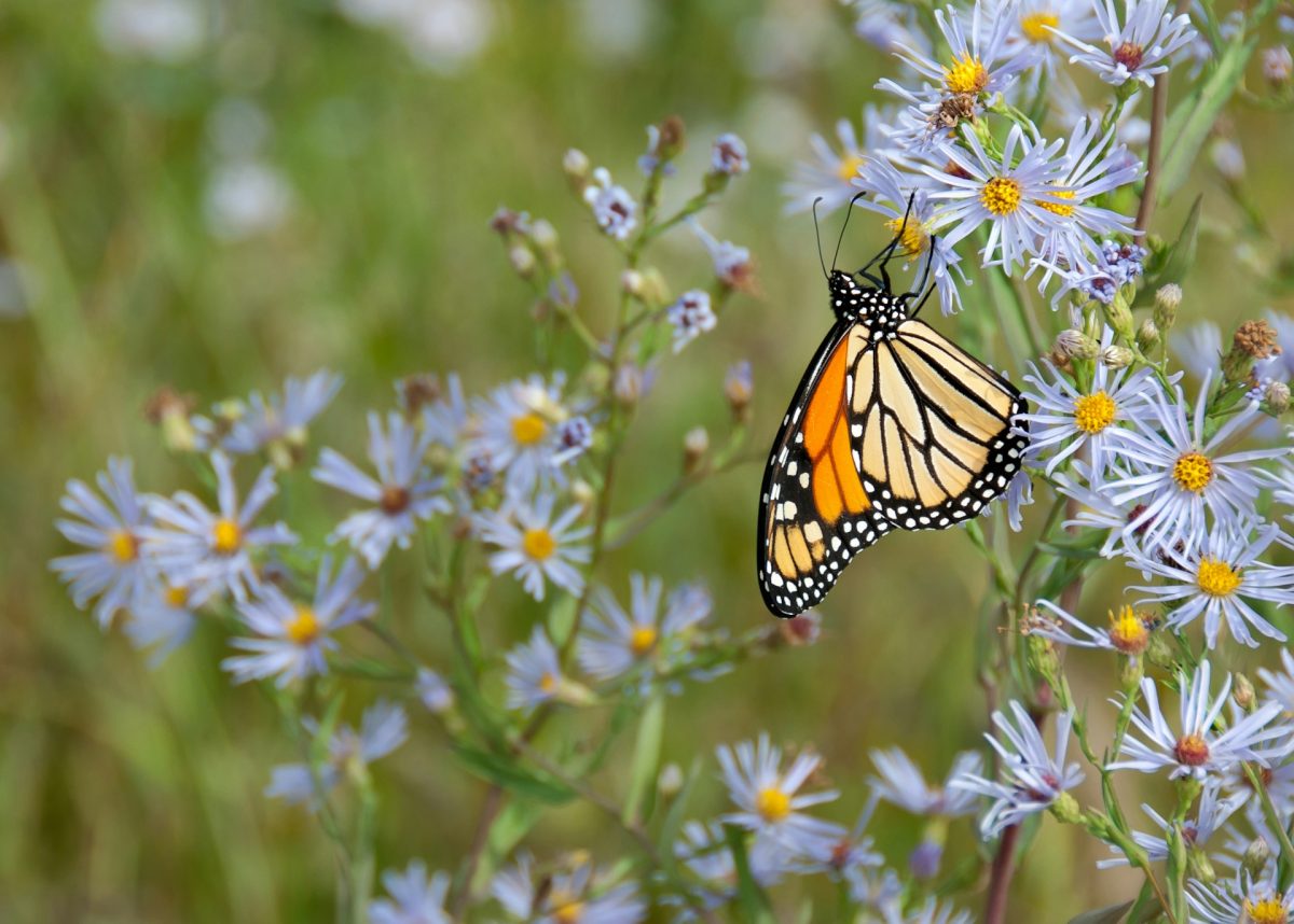Why More Homeowners Are Turning Their Lawns Into Pollinator Gardens