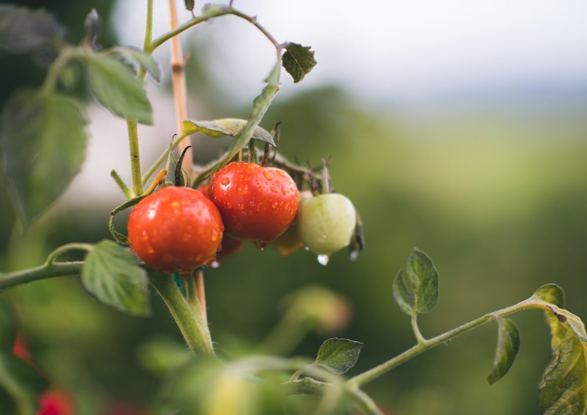 Why Tomatoes Grow Leaves but Delay Fruit Production