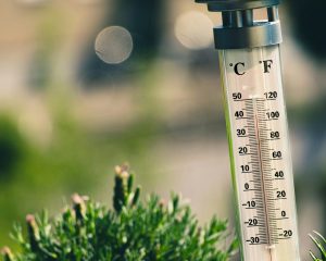 The Early Heat Stress Problem in Young Gardens