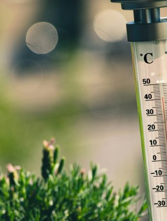 The Early Heat Stress Problem in Young Gardens