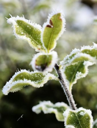The Late Frost Risk: Why Some Regions Still Need Protection