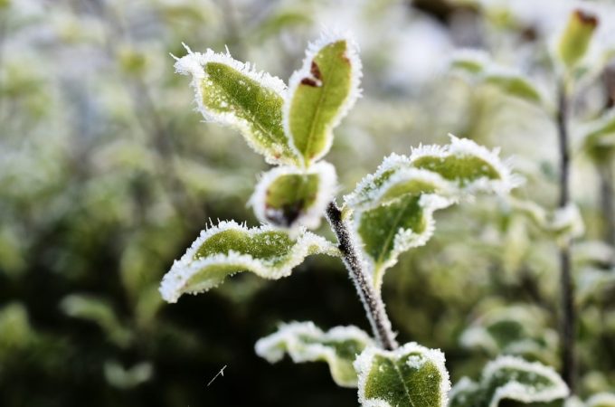 The Late Frost Risk: Why Some Regions Still Need Protection