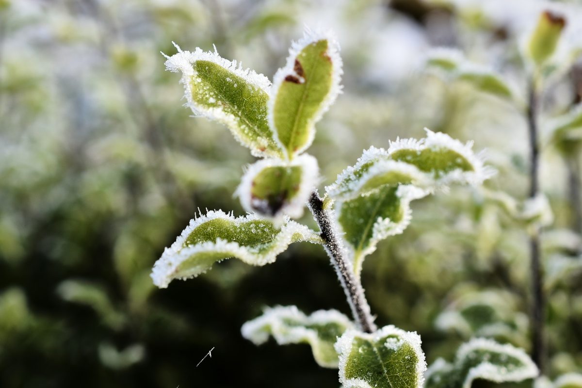 The Late Frost Risk: Why Some Regions Still Need Protection
