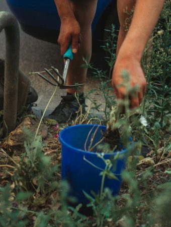 The Weed Explosion: Why Growth Surges Right Now and How to Stay Ahead