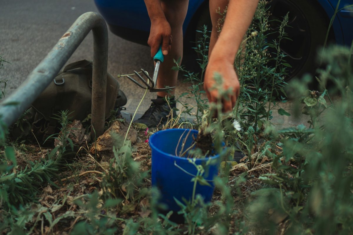 The Weed Explosion: Why Growth Surges Right Now and How to Stay Ahead