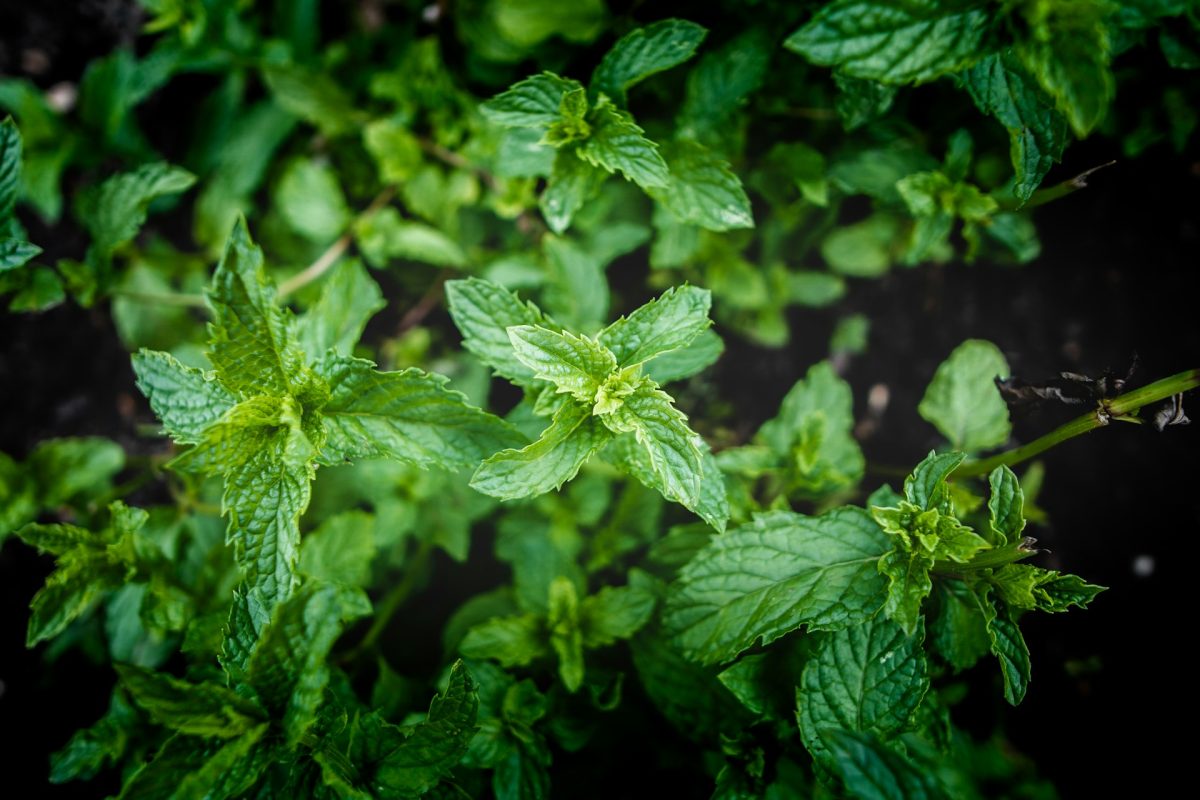6 Culinary Herbs That Take Off Quickly When Planted Now