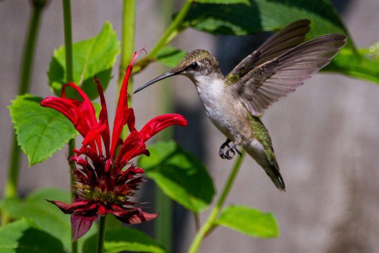 8 Nectar-Rich Options That Attract Hummingbirds