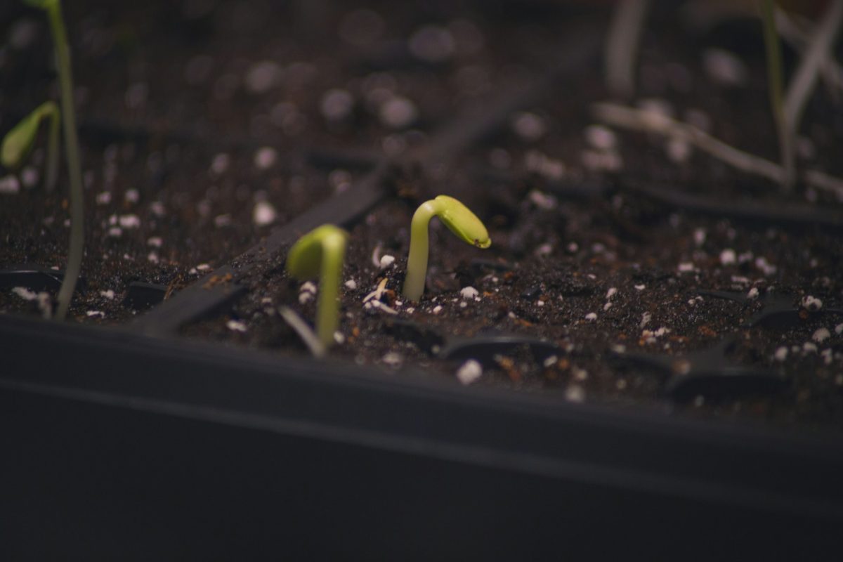 Why Early Growth Doesn’t Always Lead to Strong Yields