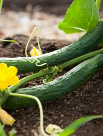 8 Productive Crops That Continue Yielding Through Summer