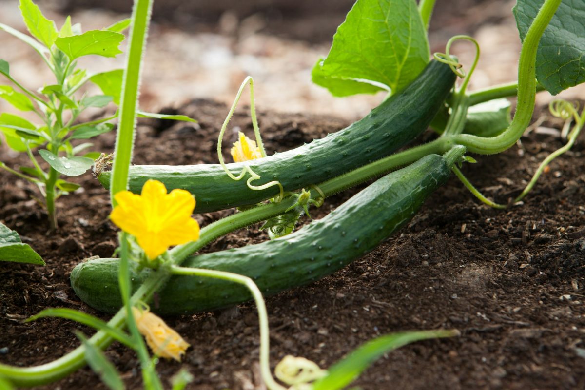 8 Productive Crops That Continue Yielding Through Summer