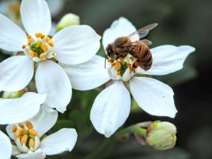Why More Homeowners Are Turning Their Lawns Into Pollinator Gardens