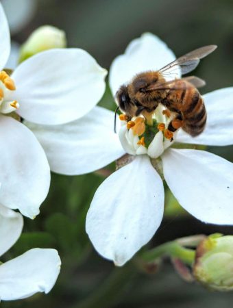 Why More Homeowners Are Turning Their Lawns Into Pollinator Gardens