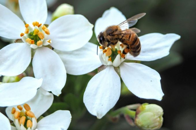 Why More Homeowners Are Turning Their Lawns Into Pollinator Gardens