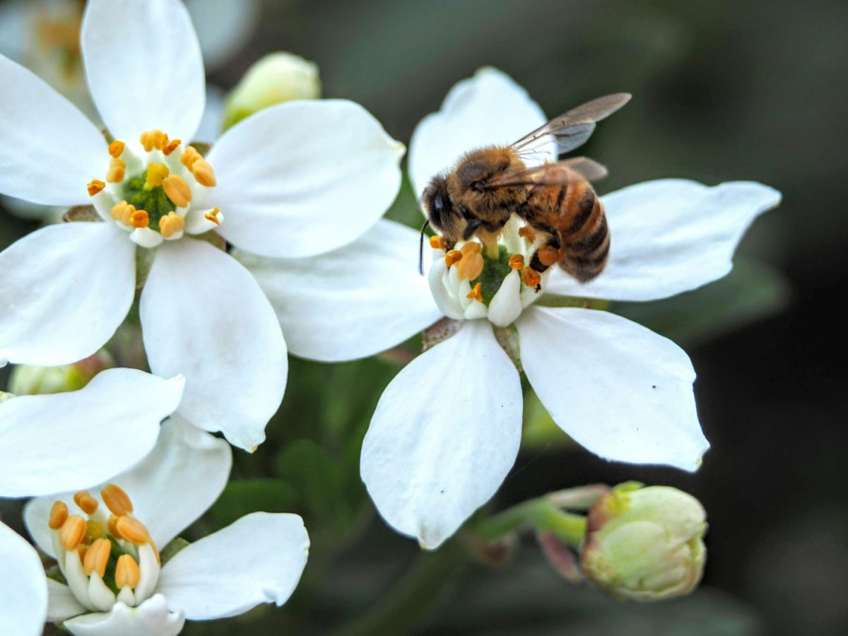 Why More Homeowners Are Turning Their Lawns Into Pollinator Gardens