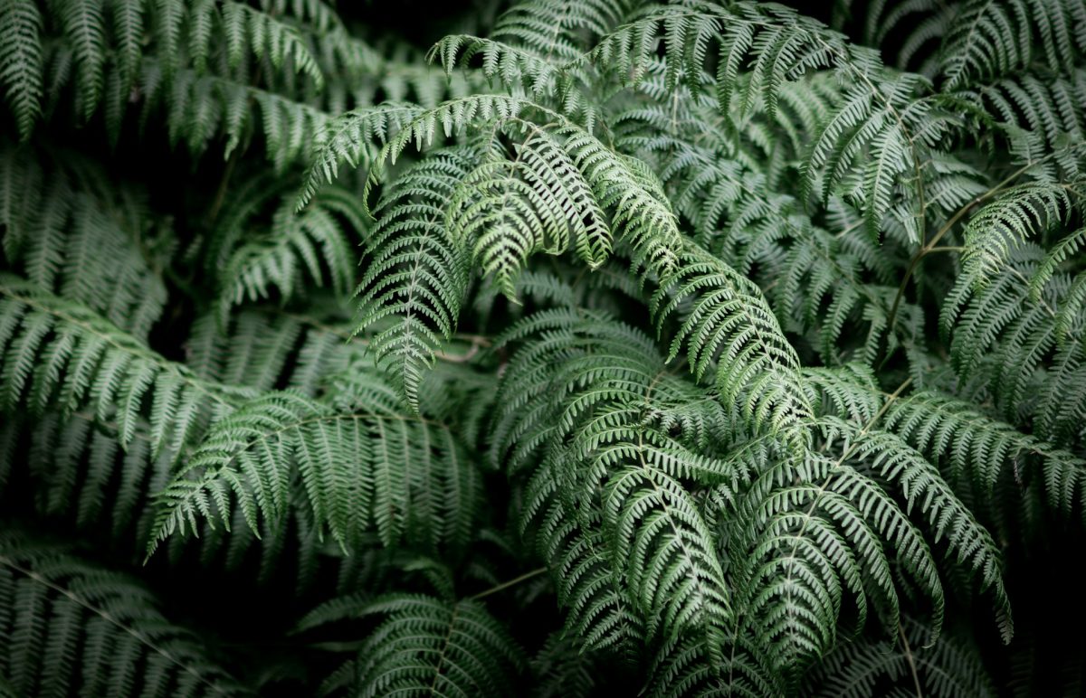 7 Partial Shade Picks That Thrive Without Full Sun