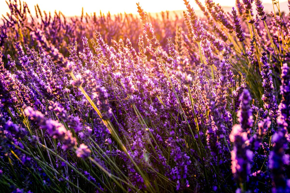 7 Perennials That Return Stronger With Minimal Effort