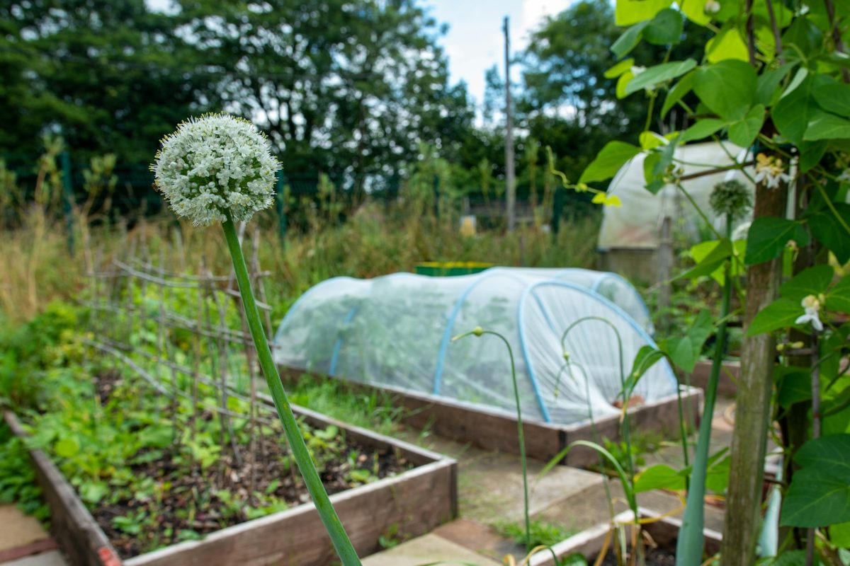 5 Proven Gardening Shortcuts That Save Time