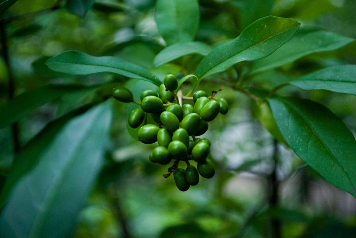 5 Tough Crops That Perform Well in Poor Soil