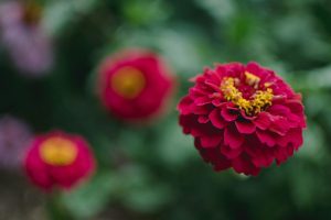 8 Heat-Tolerant Picks That Thrive as Temperatures Rise
