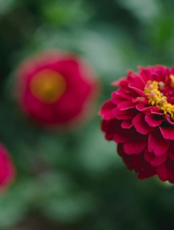 8 Heat-Tolerant Picks That Thrive as Temperatures Rise