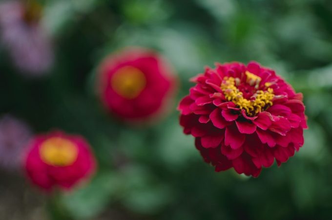 8 Heat-Tolerant Picks That Thrive as Temperatures Rise