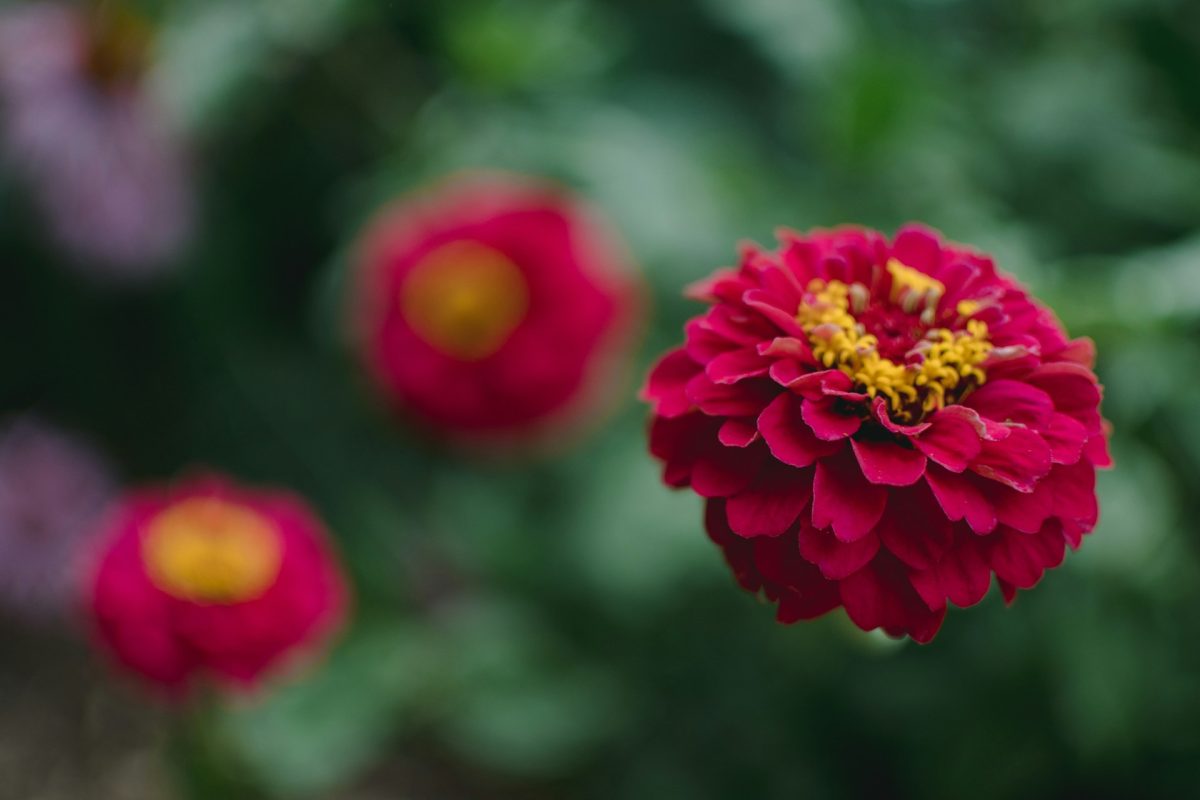 8 Heat-Tolerant Picks That Thrive as Temperatures Rise