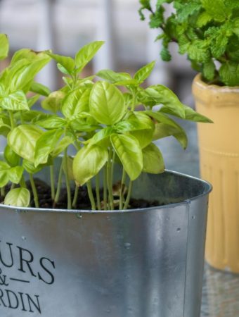 8 Reliable Choices for Container Gardening Success