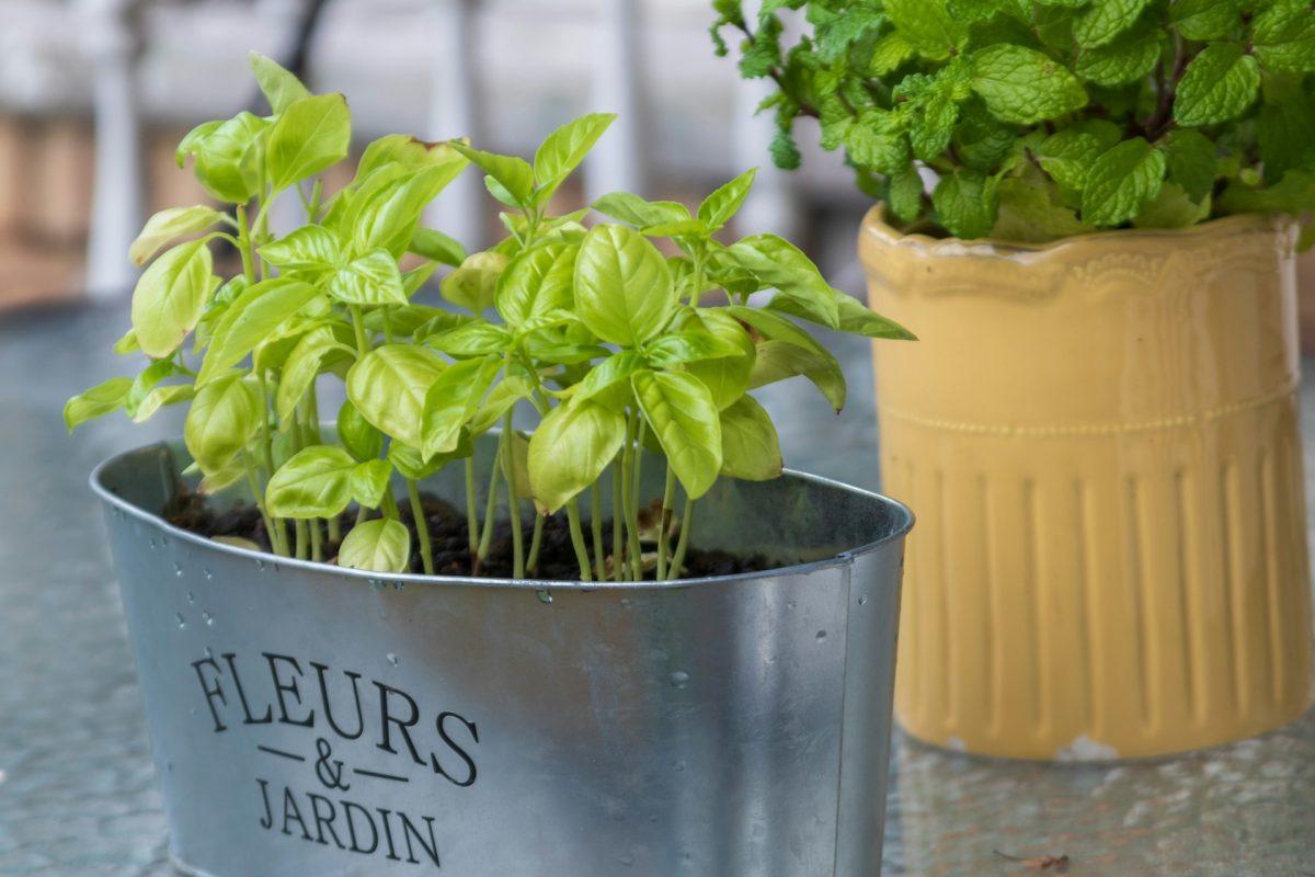 8 Reliable Choices for Container Gardening Success