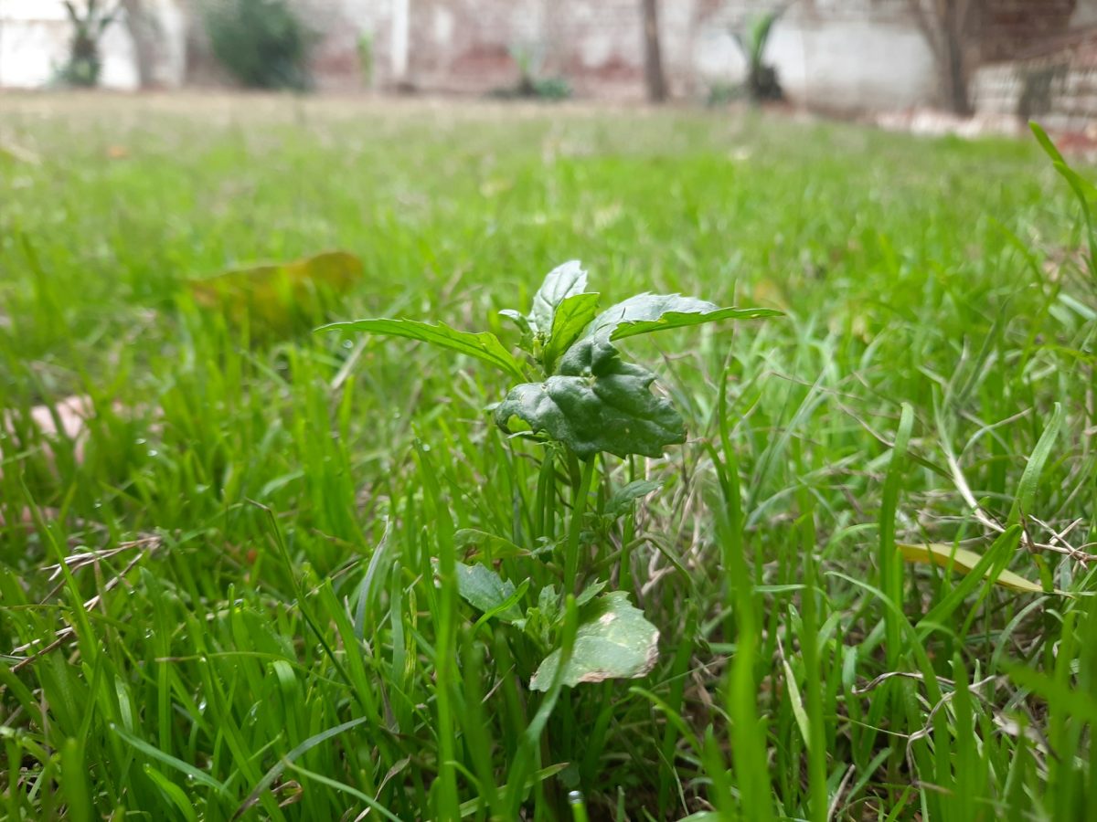 The Weed Explosion: Why Growth Surges Right Now and How to Stay Ahead