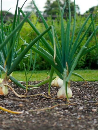 6 Fast-Growing Crops Ready to Harvest in Just Weeks