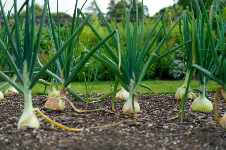 6 Fast-Growing Crops Ready to Harvest in Just Weeks
