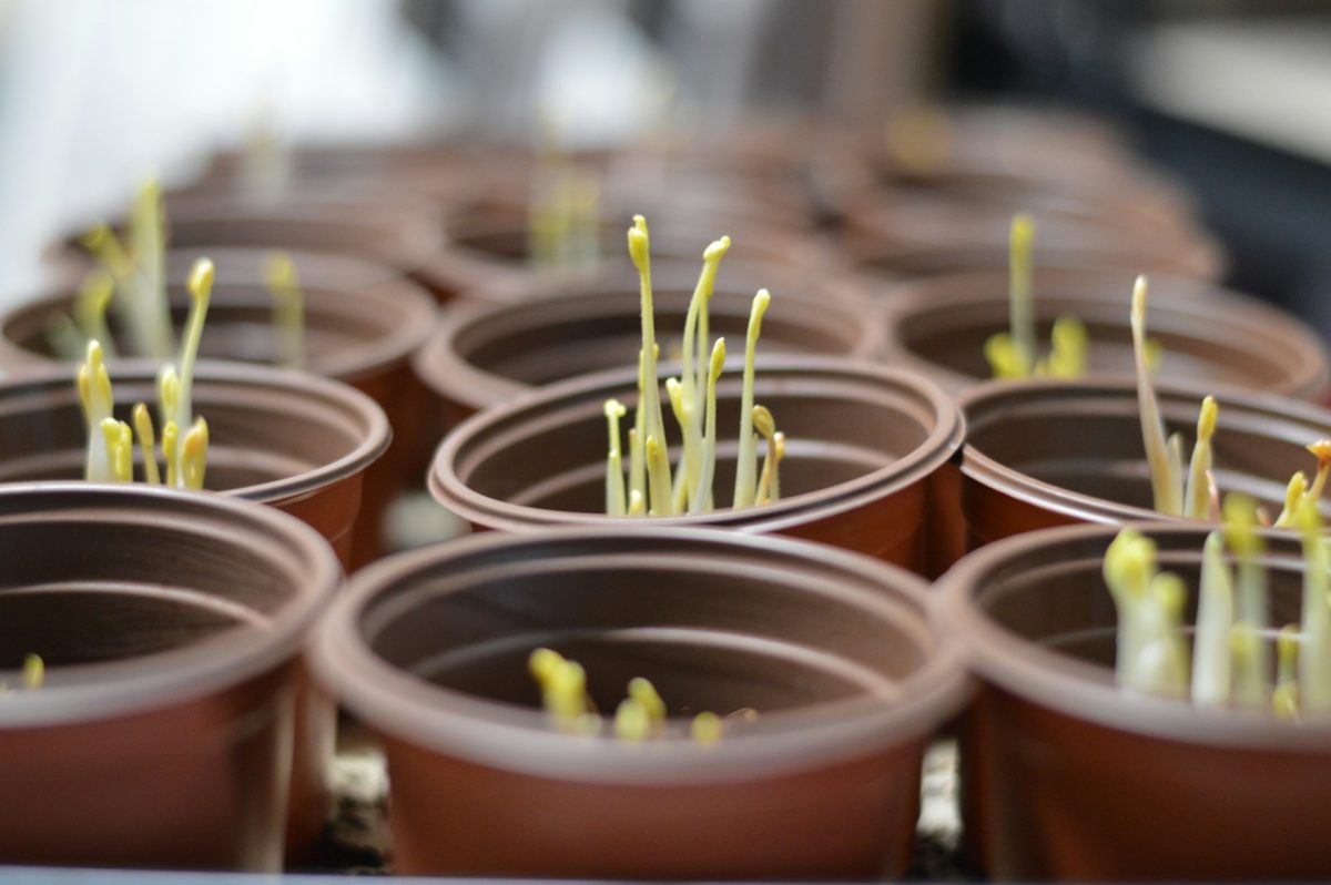 The “Hardening Off” Mistake That Leads to Transplant Failure