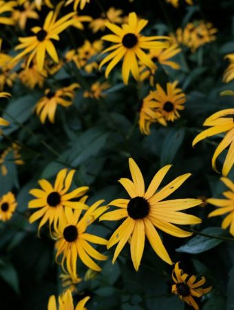 10 Low-Maintenance Picks That Perform Well in Late Spring