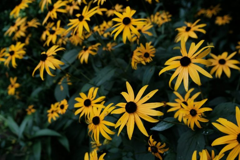 10 Low-Maintenance Picks That Perform Well in Late Spring