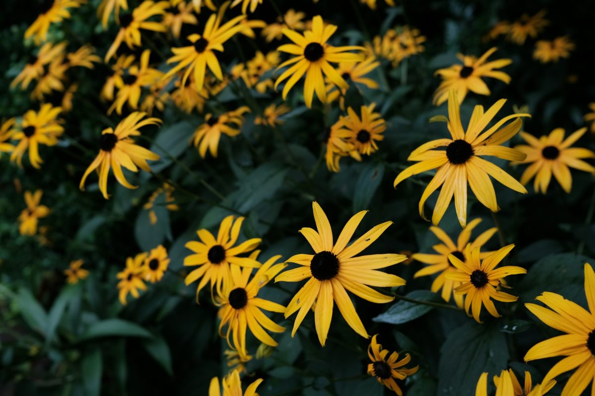 10 Low-Maintenance Picks That Perform Well in Late Spring