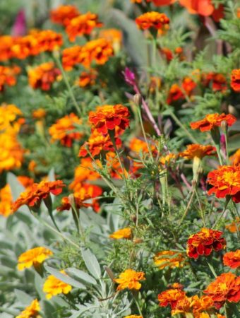 5 Fast-Blooming Options That Add Immediate Color