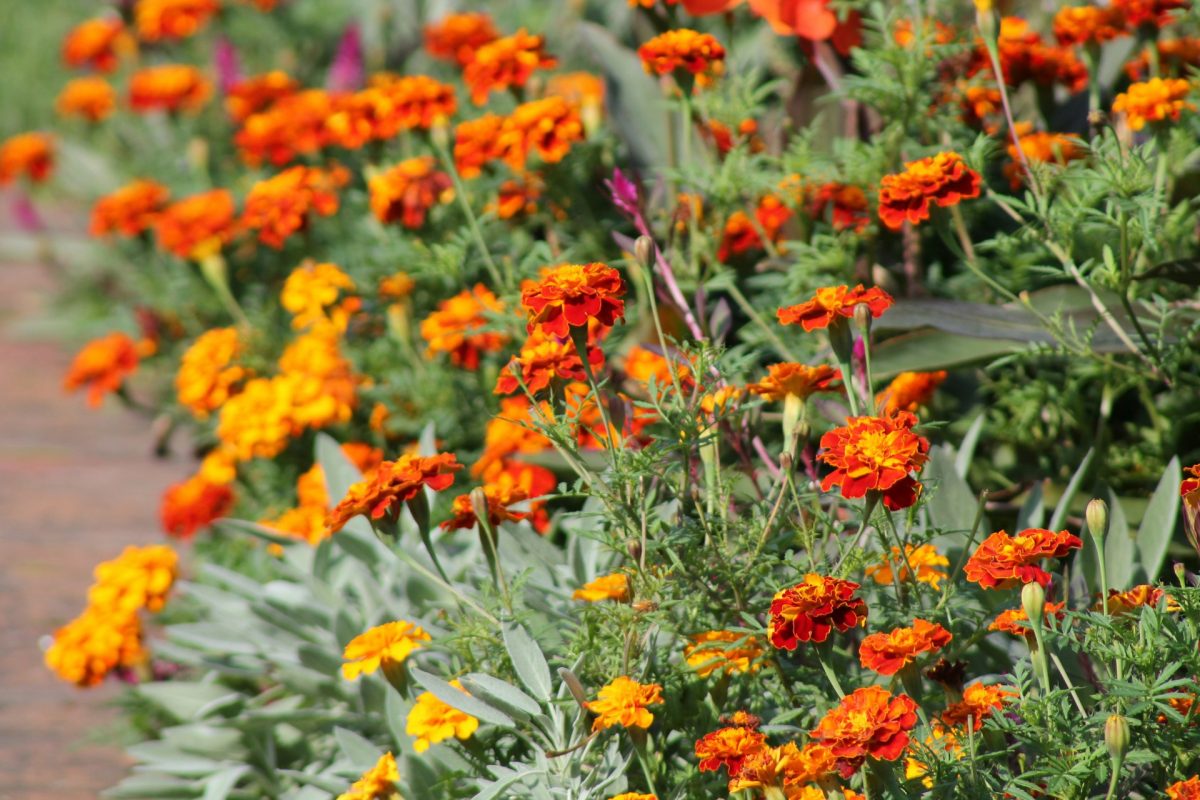 5 Fast-Blooming Options That Add Immediate Color