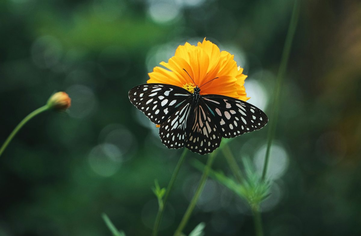 Give Bees and Butterflies a Drink: Create a Pollinator Water Station From Recycled Dishes