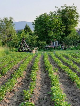 7 Strategies to Protect Growth During Early Heat Waves
